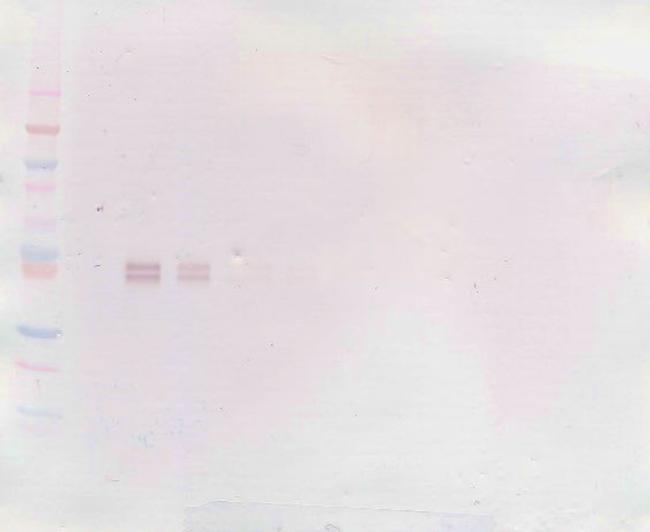 IL-12 p70 Antibody in Western Blot (WB)