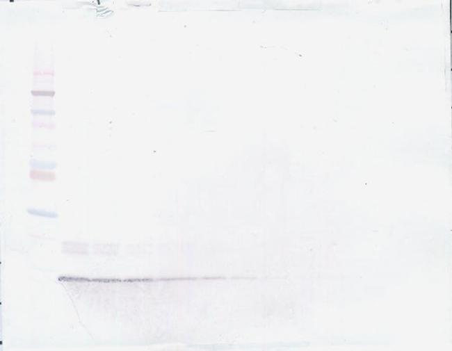 CXCL10 Antibody in Western Blot (WB)