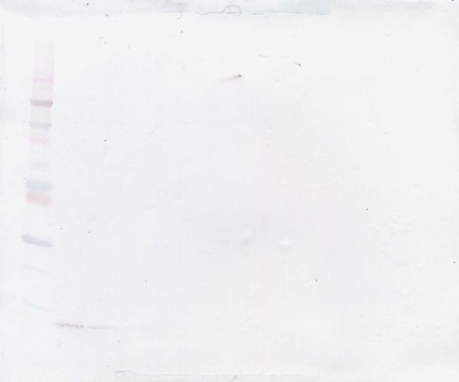 CXCL10 Antibody in Western Blot (WB)