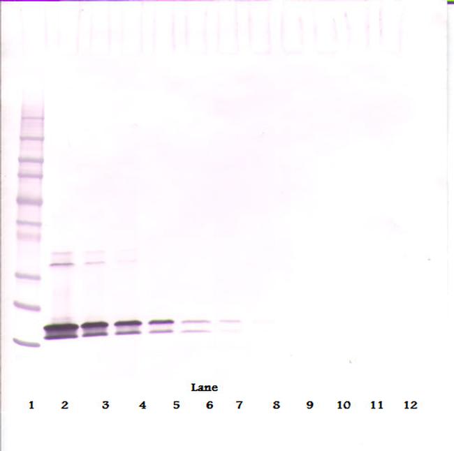 BAFF Antibody in Western Blot (WB)