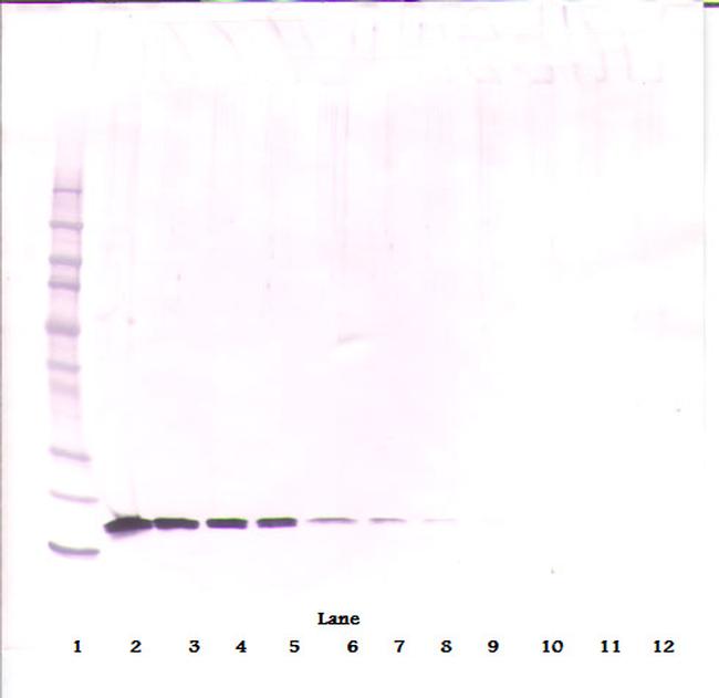 BAFF Antibody in Western Blot (WB)