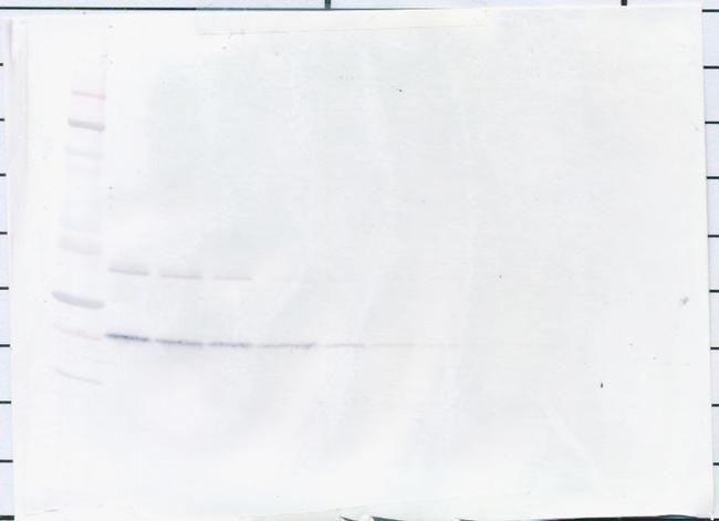 TGF beta-1 Antibody in Western Blot (WB)