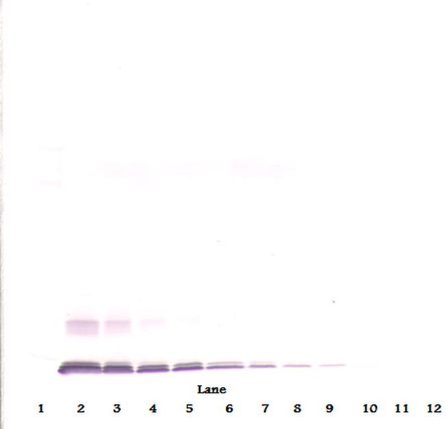 MCP-4 Antibody in Western Blot (WB)