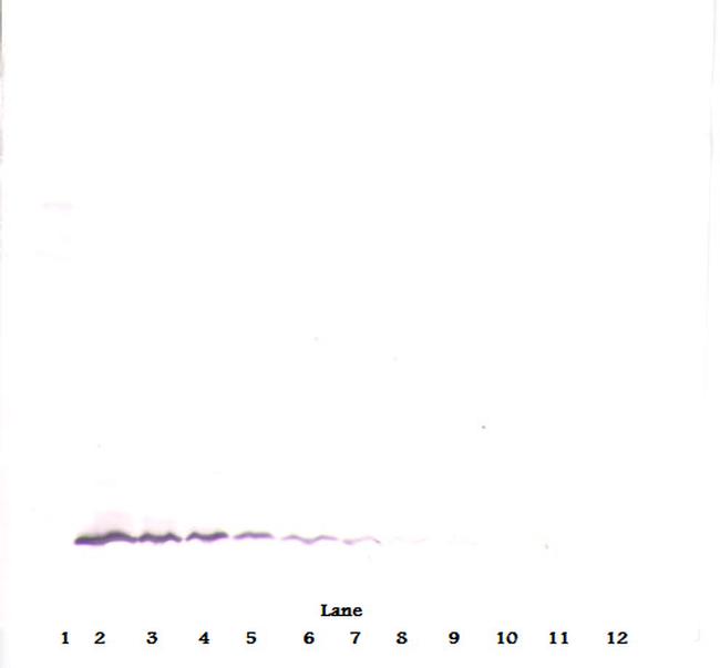 MCP-4 Antibody in Western Blot (WB)