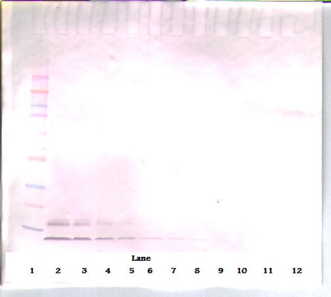 CCL3 Antibody in Western Blot (WB)