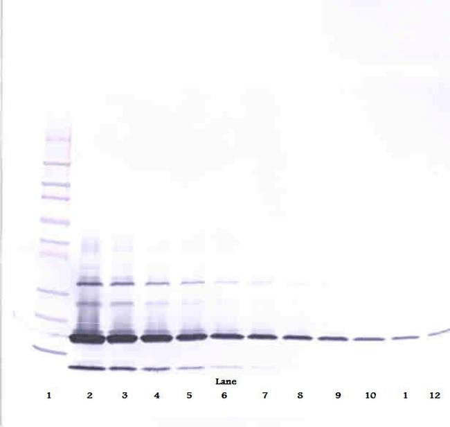 Resistin Antibody in Western Blot (WB)