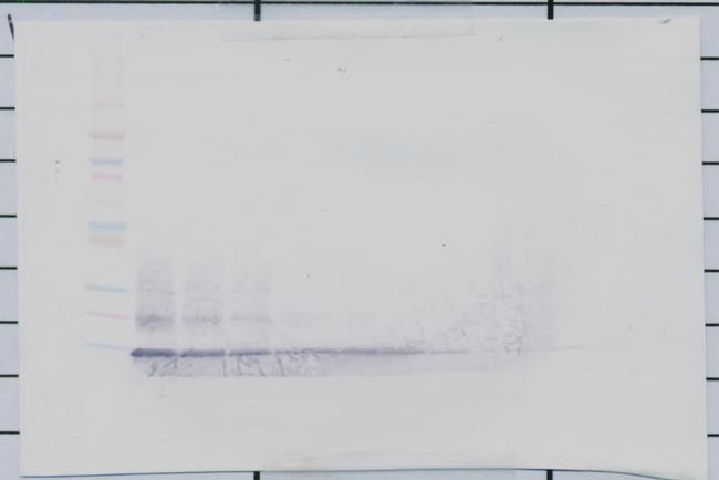 MCP-4 Antibody in Western Blot (WB)