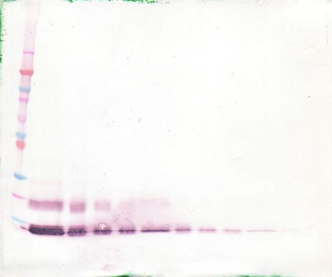 MCP-4 Antibody in Western Blot (WB)