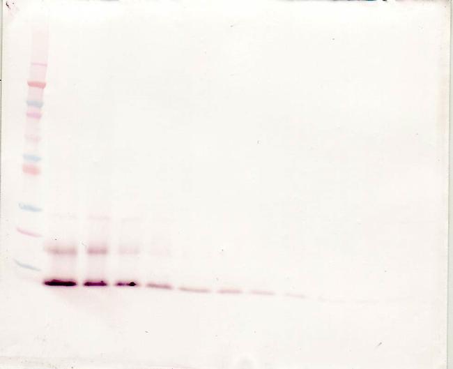 MCP-4 Antibody in Western Blot (WB)