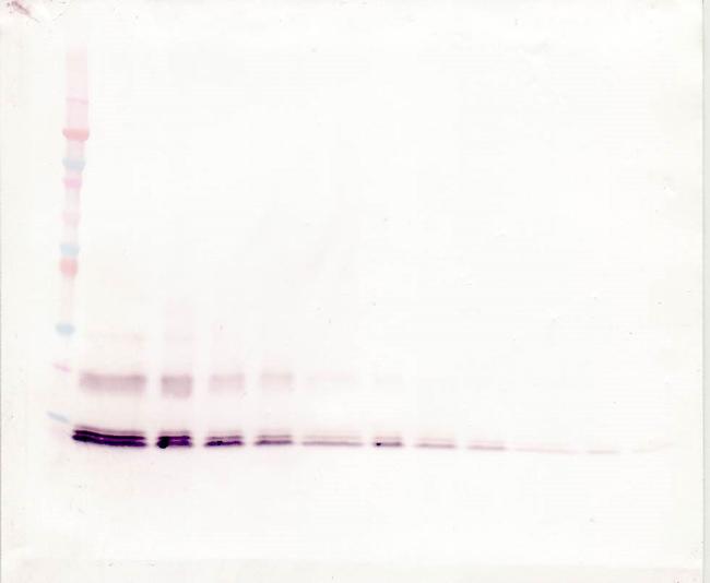 MCP-4 Antibody in Western Blot (WB)