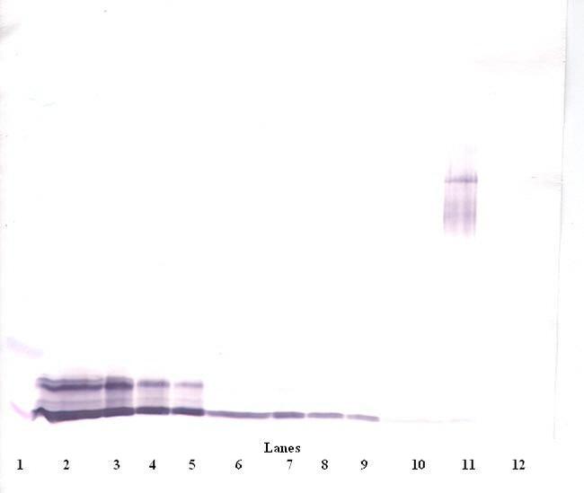 PF4 Antibody in Western Blot (WB)