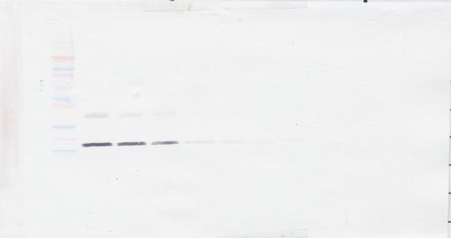 IL-16 Antibody in Western Blot (WB)