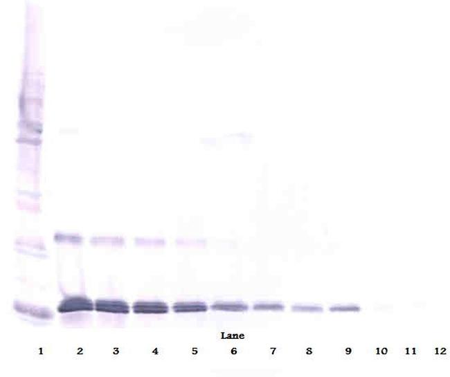 IL-16 Antibody in Western Blot (WB)