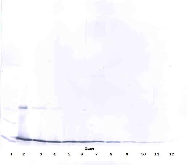 IL-17A Antibody in Western Blot (WB)