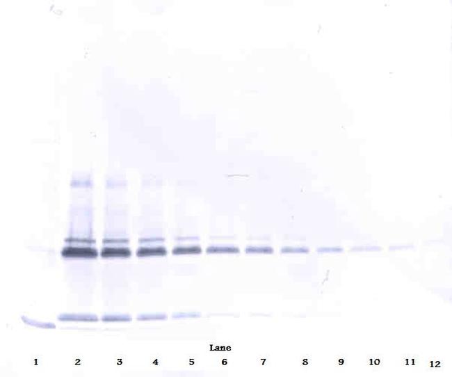 IL-17A Antibody in Western Blot (WB)