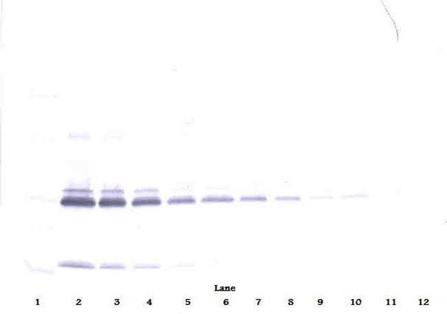 IL-17A Antibody in Western Blot (WB)