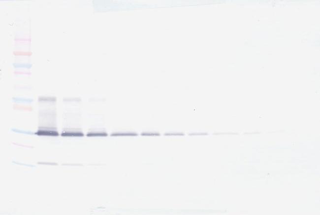 IL-17A Antibody in Western Blot (WB)