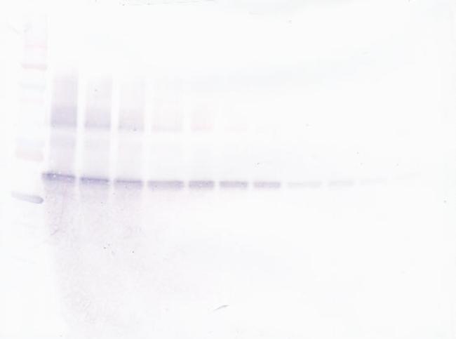 VEGF-165 Antibody in Western Blot (WB)