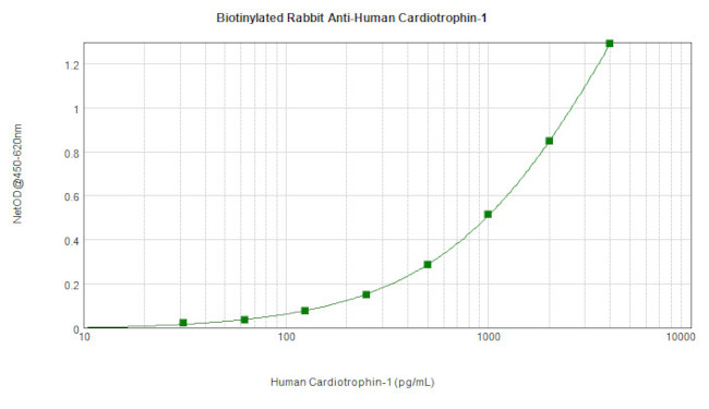 Cardiotrophin 1 Antibody in ELISA (ELISA)