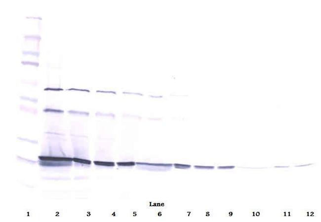 Cardiotrophin 1 Antibody in Western Blot (WB)