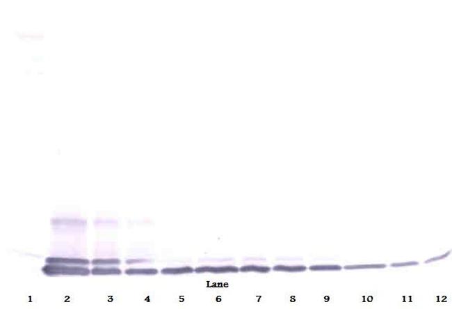 Eotaxin 2 Antibody in Western Blot (WB)