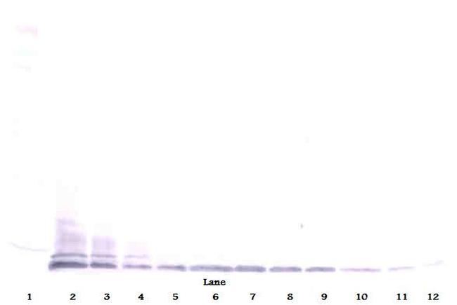 Eotaxin 2 Antibody in Western Blot (WB)