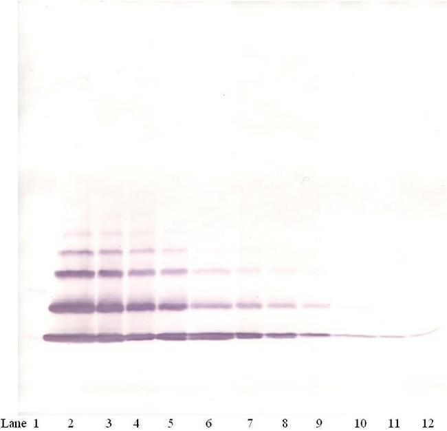 CXCL2 Antibody in Western Blot (WB)