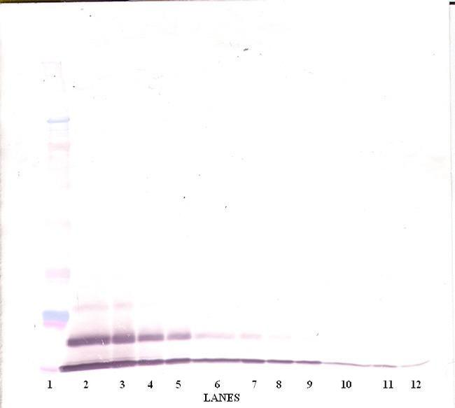 CXCL3 Antibody in Western Blot (WB)