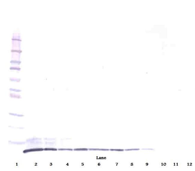 CXCL3 Antibody in Western Blot (WB)