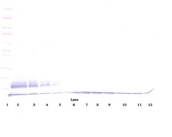 MDC Antibody in Western Blot (WB)