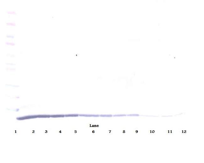 MDC Antibody in Western Blot (WB)