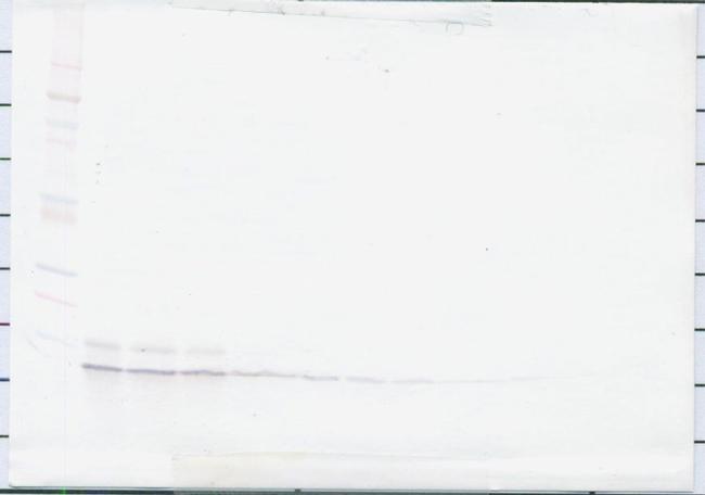 MDC Antibody in Western Blot (WB)