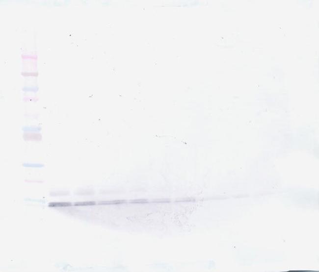 MIP-4 Antibody in Western Blot (WB)