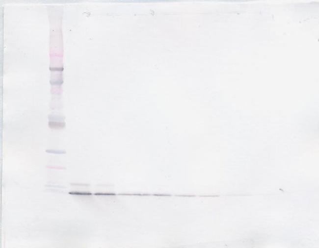 MIP-4 Antibody in Western Blot (WB)