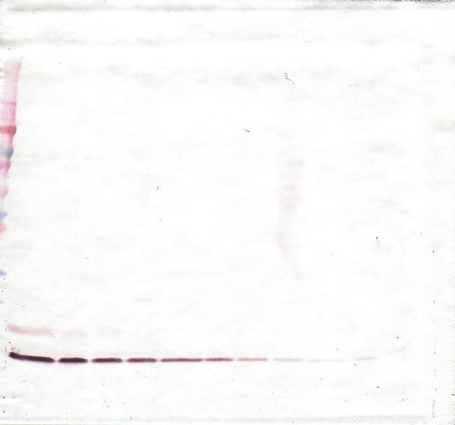 MIP-4 Antibody in Western Blot (WB)