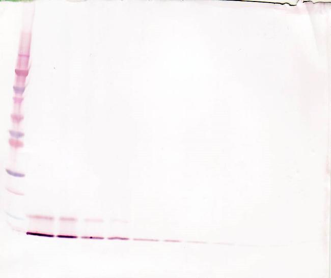 MIP-4 Antibody in Western Blot (WB)