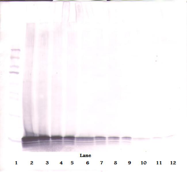 CCL21 Antibody in Western Blot (WB)