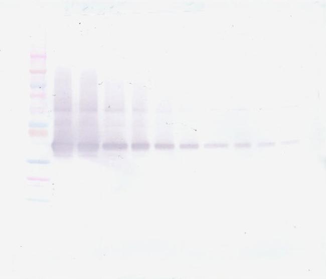 VEGF-165 Antibody in Western Blot (WB)