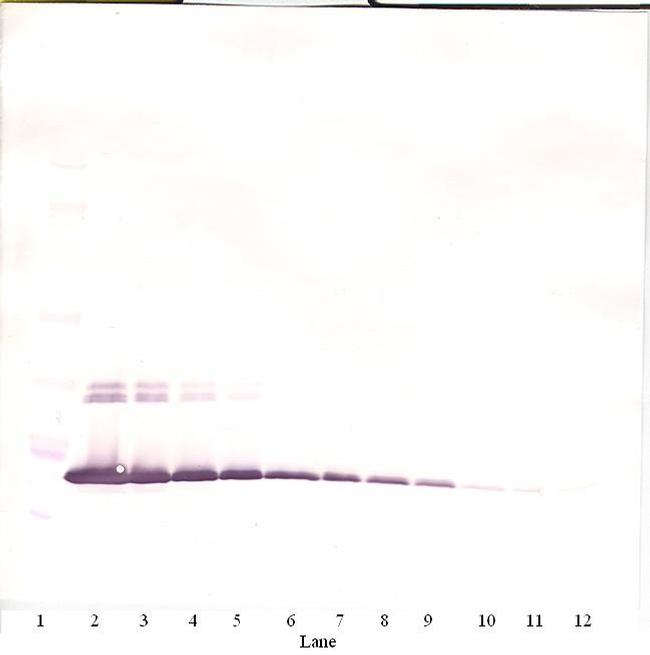 IL-2 Antibody in Western Blot (WB)