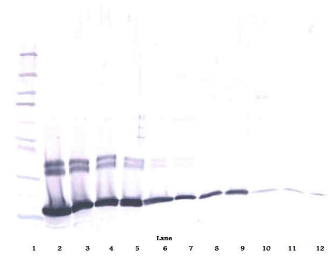 IL-2 Antibody in Western Blot (WB)