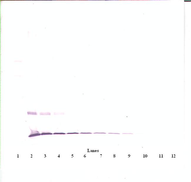 MCP-1 Antibody in Western Blot (WB)