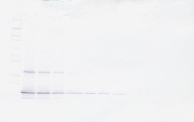 MCP-1 Antibody in Western Blot (WB)