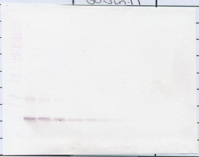 CCL21 Antibody in Western Blot (WB)