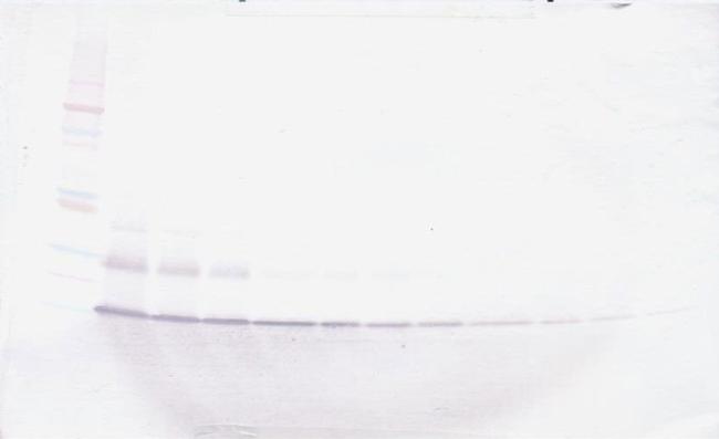 CCL21 Antibody in Western Blot (WB)