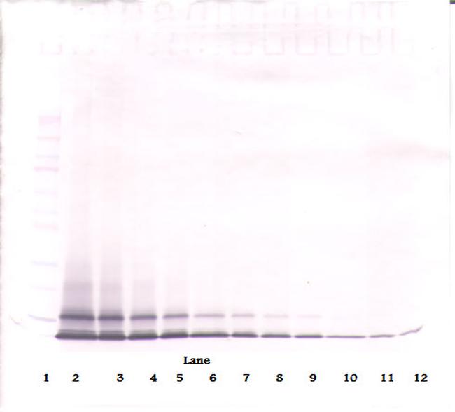 CXCL1 Antibody in Western Blot (WB)