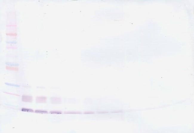 MCP-3 Antibody in Western Blot (WB)