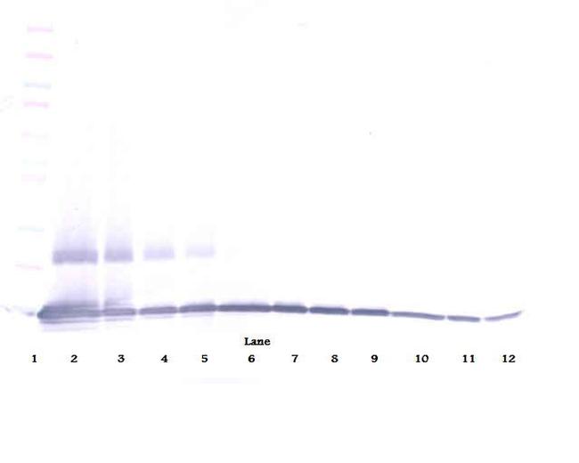 MIP-1 gamma Antibody in Western Blot (WB)