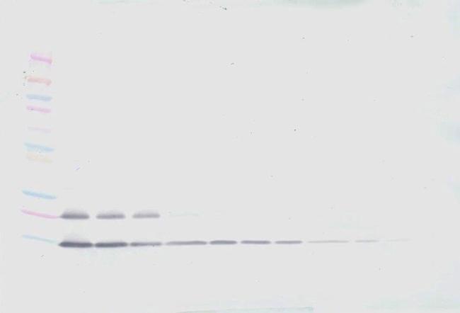 MIP-1 gamma Antibody in Western Blot (WB)