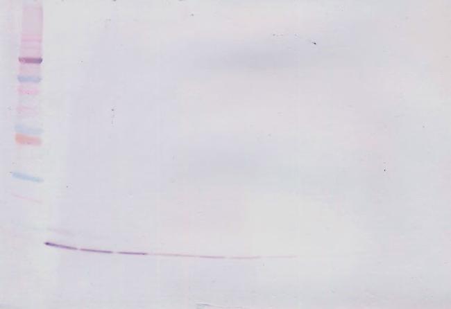 CCL5 (RANTES) Antibody in Western Blot (WB)