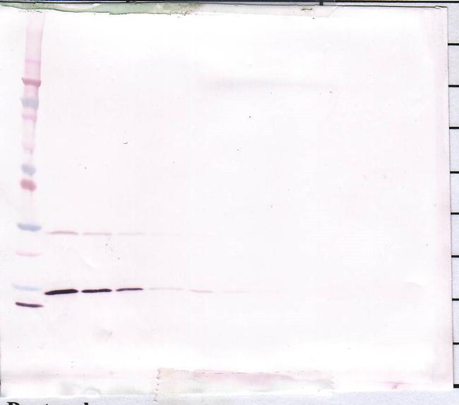 IFN gamma Antibody in Western Blot (WB)